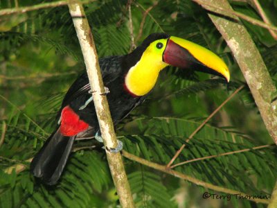 Birds of Selva Verde