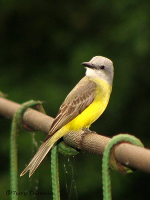 Tropical Kingbird 1a - SV.jpg