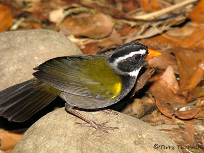 Orange-billed Sparrow 3a - SV.jpg