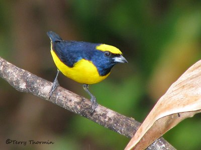 Yellow-crowned Euphonia 1a - SV.jpg