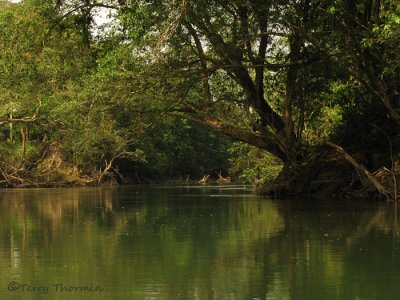 Sarapiqui River 4 - SV.JPG