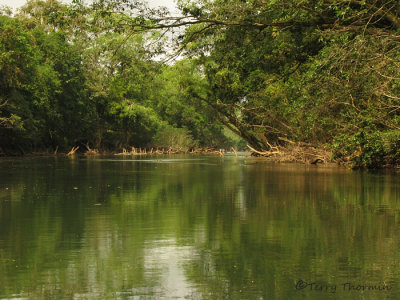 Sarapiqui River 5 - SV.JPG