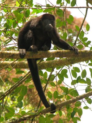 Mammals of Selva Verde