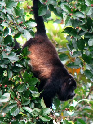 Mantled Howler Monkey 14a - SV.jpg