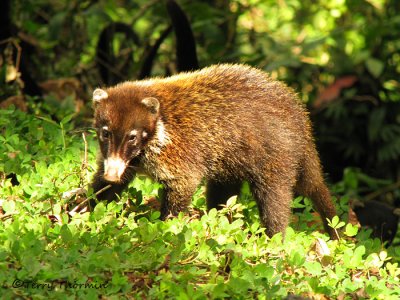 White-nosed Coati 1a - SV.jpg