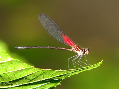 Insects and other Arthropods of Costa Rica