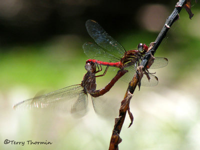 Dragonflies mating D2a - SV.jpg