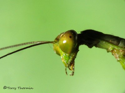 Praying mantid head 1a - SV.jpg