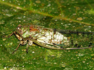 Cicada A3 - SV.jpg