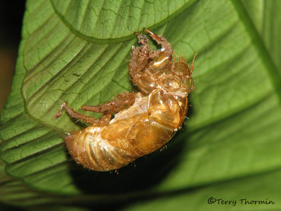 Cicada exuvium 3 - SV.JPG