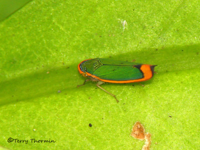 Leafhopper B1a - SV.jpg