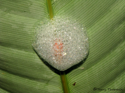 Homopteran larva in spittle A1 - SV.JPG