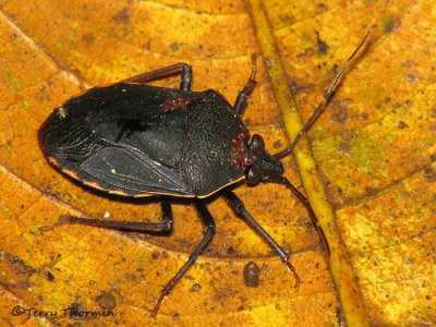 Stink bug with mites A1a - SV.jpg