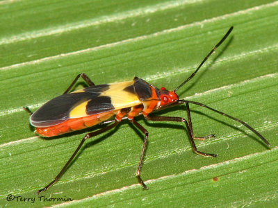 Seed bug A5a - SV.jpg