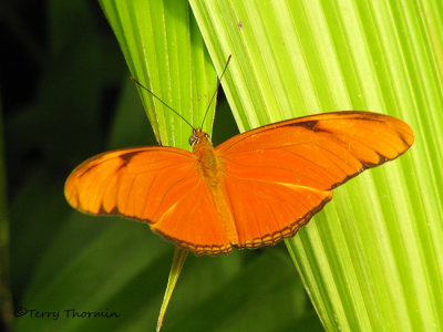 Julia Butterfly - Dryas julia 3a - SV.jpg