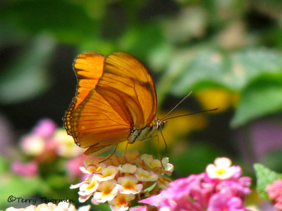 Julia Butterfly - Dryas julia 5a - SV.jpg
