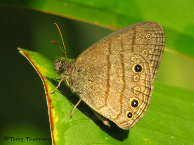 Satyrid butterfly - Cissia sp. A1a - SV.jpg