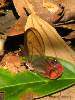 Glasswing butterfly - Cithaerias menander 1a - SV.jpg