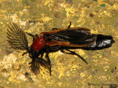 Glowworm beetle A1a - SV.jpg