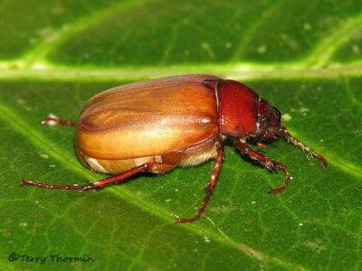 Scarab beetle C1a - SV.jpg