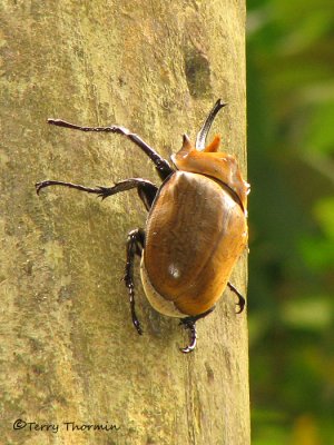 Megasoma elephas 1a - SV.jpg