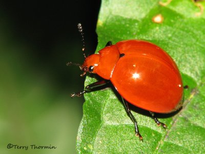 Leaf Beetle - Chrysomelidae ?? A1a - SV.jpg