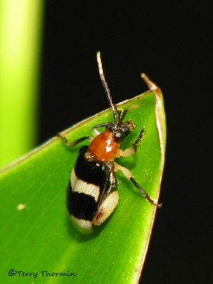 Flea beetle A1a - SV.jpg