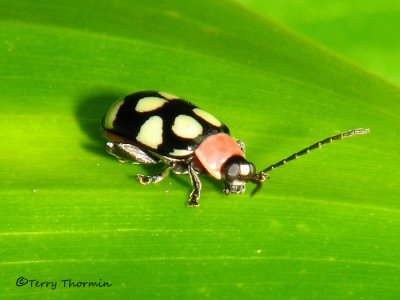 Flea beetle B2a - SV.jpg