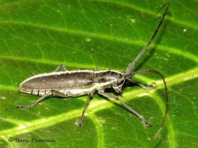 Long-horned Beetle A4a - SV.jpg