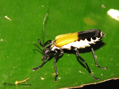 Long-horned beetle B2a - SV.jpg