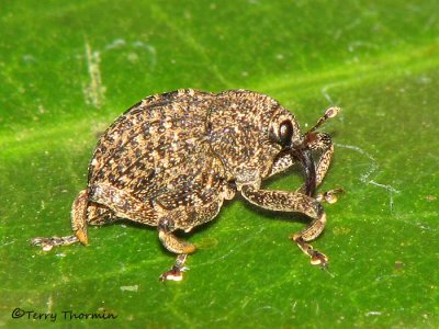 Weevil A1a - SV.jpg