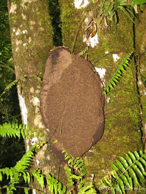 Termite nest - Nasutitermes sp. A1a - SV.jpg