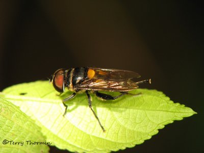 Hover fly A1 - SV.JPG