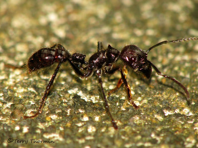 Bullet Ant - Paraponera clavata 1a - SV.jpg