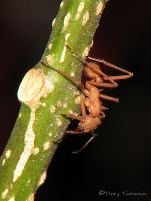 Leaf-cutter Ant A1a - SV.jpg