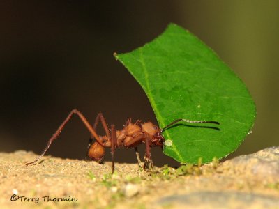 Leaf-cutter Ant A4a - SV.jpg