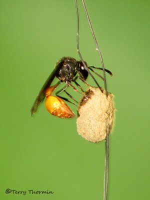 Solitary wasp A1a - SV.jpg