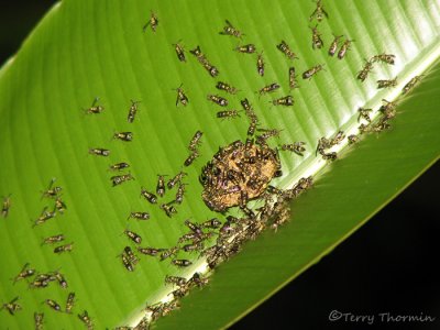 Polybyine wasps with nest A1a - SV.jpg