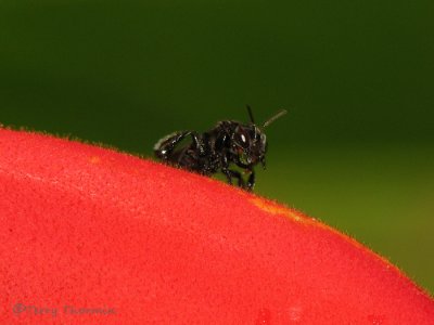 Stingless bee B3a - SV.jpg