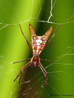 Arrow-shaped Micrathena - Micrathena sagittata 6a - SV.jpg