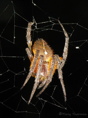 Orb weaver A5a - SV.jpg