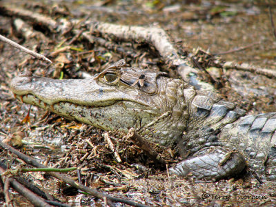Spectacle Caiman 1 - SV.JPG