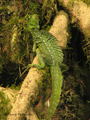 Green Basilisk 3a - SV.jpg