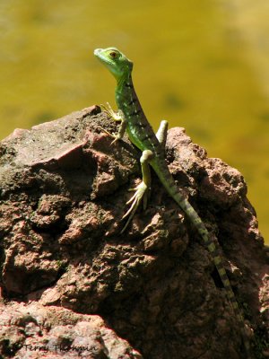 Green Basilisk Lizard baby 5a - SV.jpg