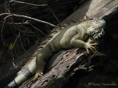 Green Iguana 7 - SV.JPG