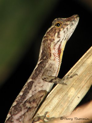 Reptiles and Amphibians of Costa Rica