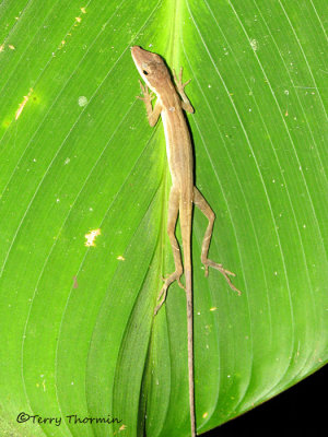 Common Brown Anole 1a - SV.jpg