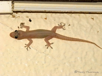 House Gecko 1 - SV.JPG