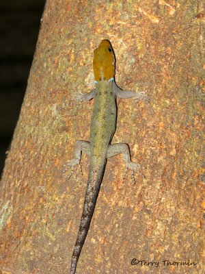 Lizard A1a - SV.jpg