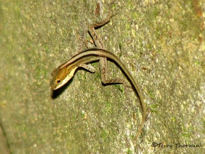 Lizard B1a - SV.jpg